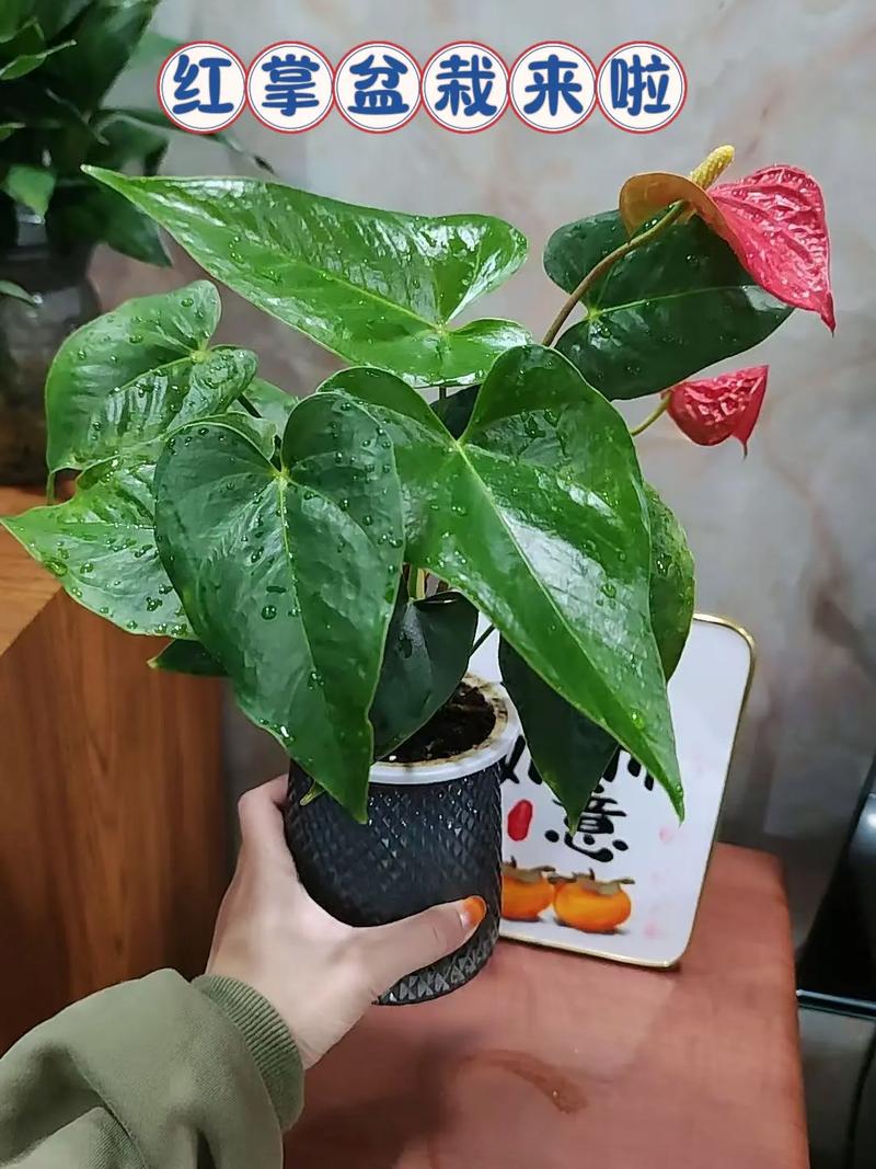 红掌刚买回来，水培要怎么处理？-第2张图片-吾爱花网