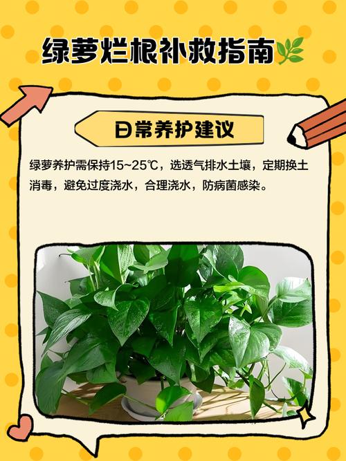 绿萝水培烂根烂叶，怎么救？-第1张图片-吾爱花网