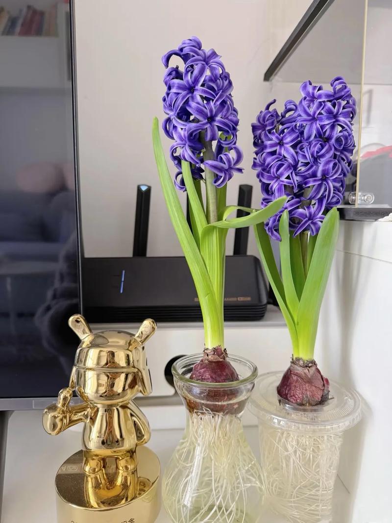 水培风信子能一直养吗？寿命多久？-第3张图片-吾爱花网