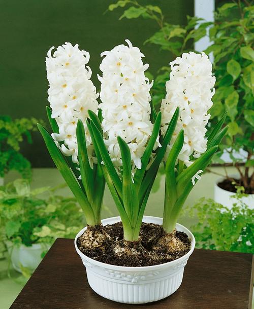 水培风信子能一直养吗？寿命多久？-第1张图片-吾爱花网