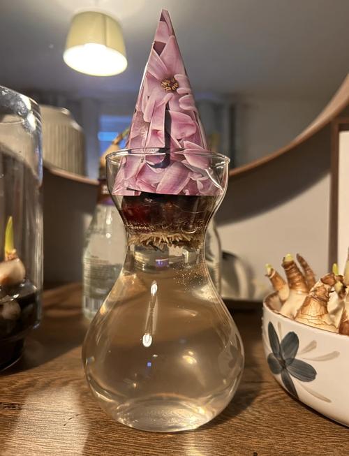 水培风信子能一直养吗？寿命多久？-第2张图片-吾爱花网