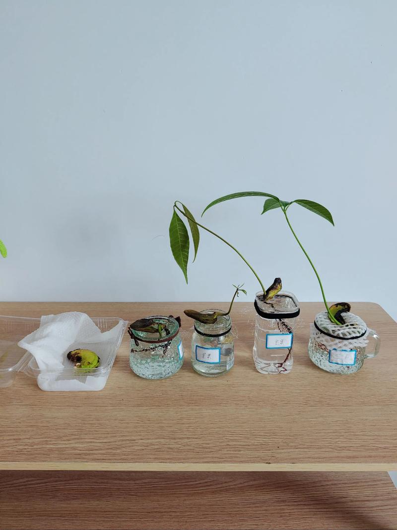 北方盆栽芒果如何安全过冬？-第1张图片-吾爱花网