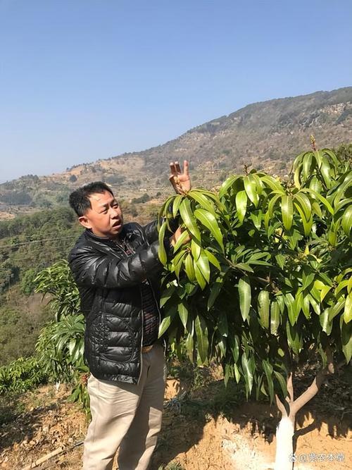 北方盆栽芒果如何安全过冬？-第2张图片-吾爱花网