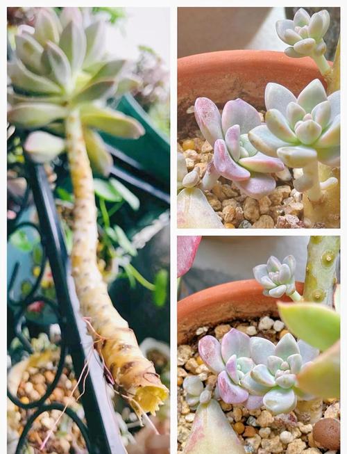 多肉将军棒怎么繁殖方法-第2张图片-吾爱花网