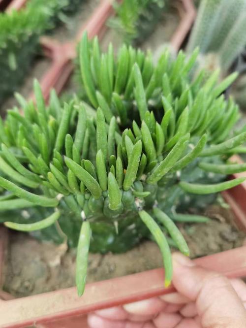 多肉将军棒怎么繁殖方法-第1张图片-吾爱花网