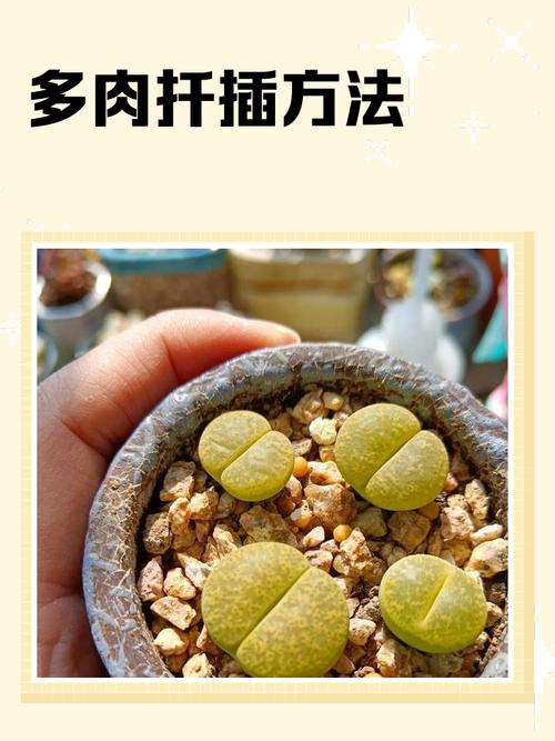 多肉将军棒怎么繁殖方法-第3张图片-吾爱花网