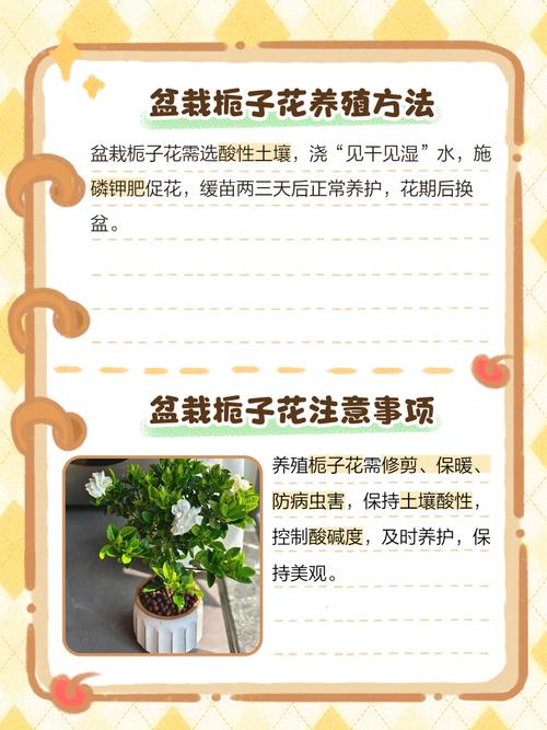 栀子花盆栽为何不开花?-第2张图片-吾爱花网 栀子花盆栽为何不开花?-第2张图片-吾爱花网