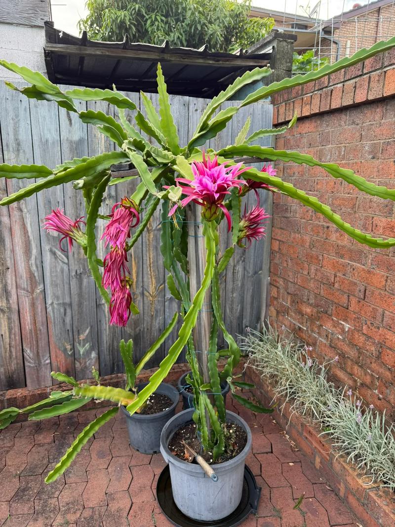 北方盆栽火龙果冬季如何保暖防冻?-第1张图片-吾爱花网 北方盆栽火龙果冬季如何保暖防冻?-第1张图片-吾爱花网