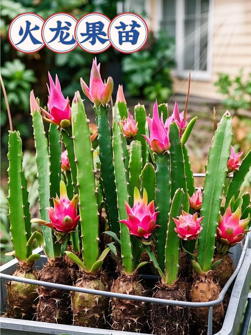 北方盆栽火龙果冬季如何保暖防冻?-第2张图片-吾爱花网 北方盆栽火龙果冬季如何保暖防冻?-第2张图片-吾爱花网