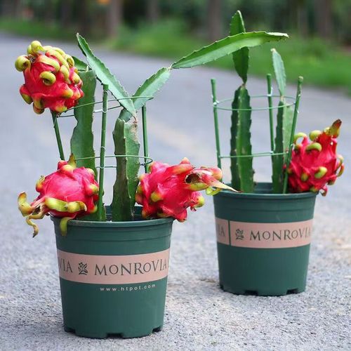 北方盆栽火龙果冬季如何保暖防冻?-第3张图片-吾爱花网 北方盆栽火龙果冬季如何保暖防冻?-第3张图片-吾爱花网