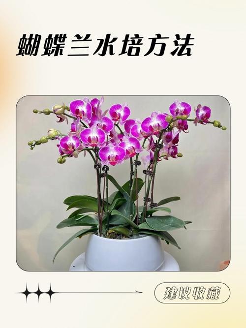 水培蝴蝶兰几天换一次水合适？-第3张图片-吾爱花网