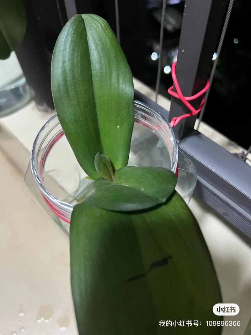 水培蝴蝶兰几天换一次水合适？-第2张图片-吾爱花网