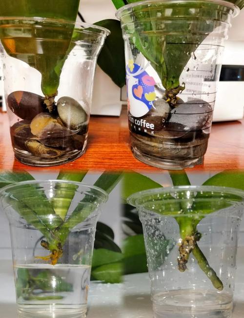 水培蝴蝶兰几天换一次水合适？-第1张图片-吾爱花网