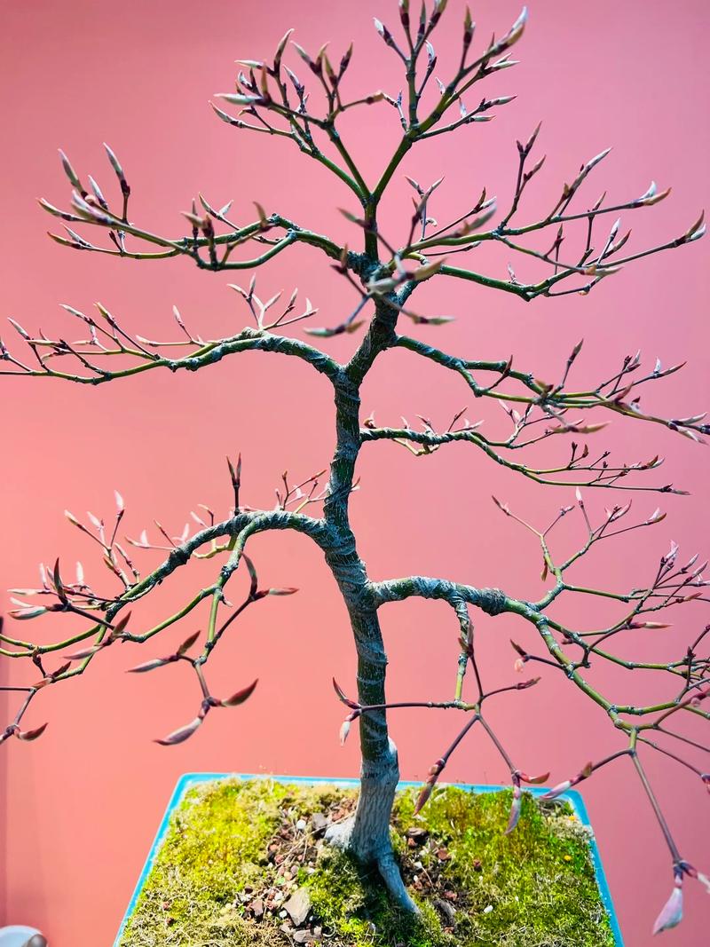 红枫盆栽发芽慢,是缺光还是缺肥?-第1张图片-吾爱花网 红枫盆栽发芽慢,是缺光还是缺肥?-第1张图片-吾爱花网