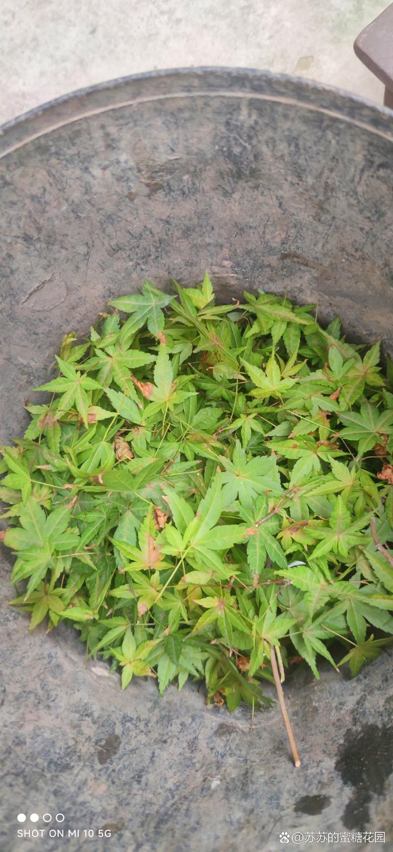 红枫盆栽发芽慢,是缺光还是缺肥?-第3张图片-吾爱花网 红枫盆栽发芽慢,是缺光还是缺肥?-第3张图片-吾爱花网