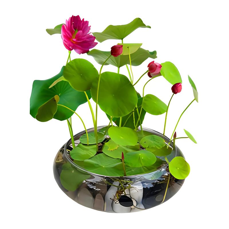 养在水里的盆栽怎么养?-第1张图片-吾爱花网 养在水里的盆栽怎么养?-第1张图片-吾爱花网