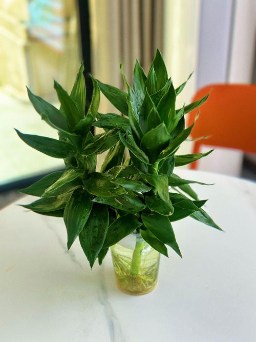 养在水里的盆栽怎么养?-第2张图片-吾爱花网 养在水里的盆栽怎么养?-第2张图片-吾爱花网