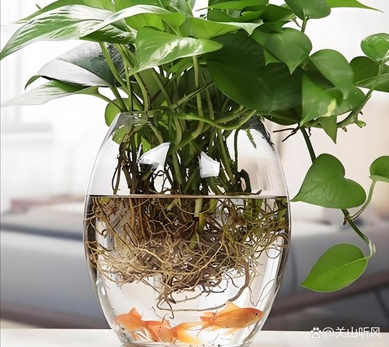 养在水里的盆栽怎么养?-第3张图片-吾爱花网 养在水里的盆栽怎么养?-第3张图片-吾爱花网