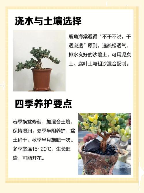 鹿角海棠怎么爆头？-第2张图片-吾爱花网