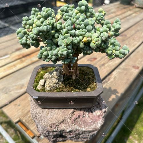 鹿角海棠怎么爆头？-第1张图片-吾爱花网