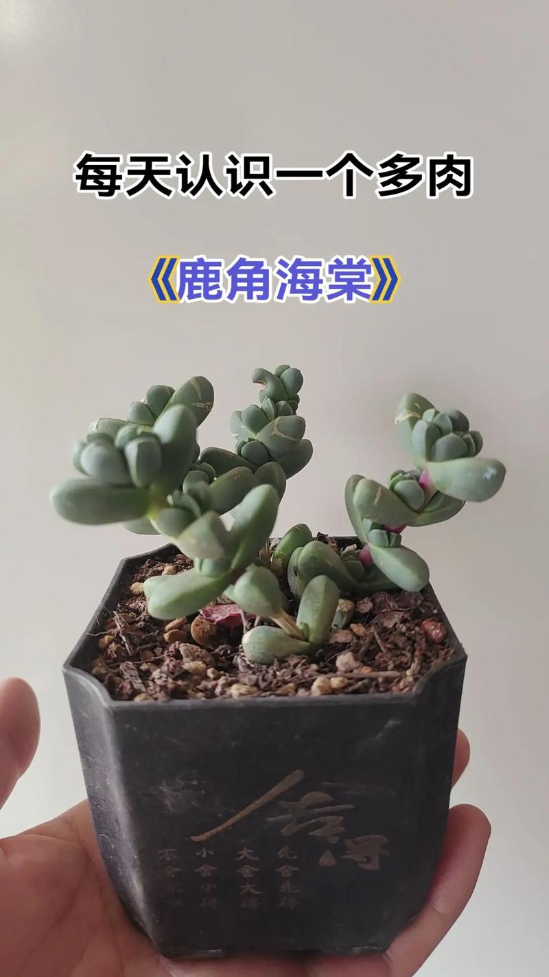 鹿角海棠怎么爆头？-第3张图片-吾爱花网