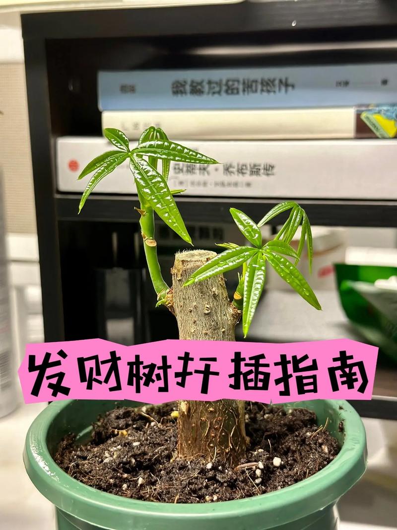 发财树水培几天浇一次水？-第3张图片-吾爱花网
