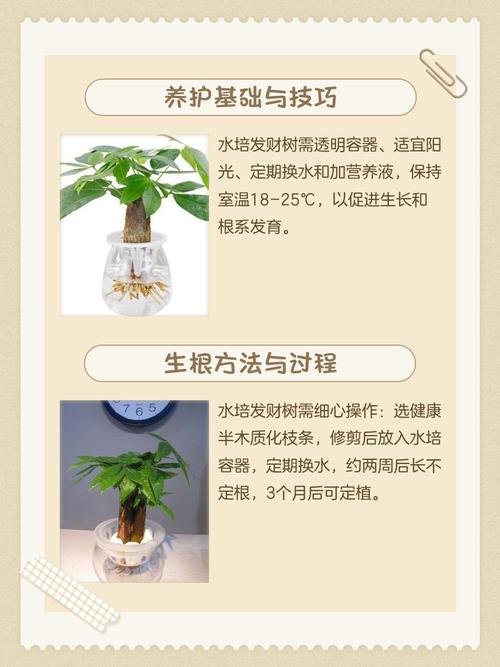 发财树水培几天浇一次水？-第1张图片-吾爱花网