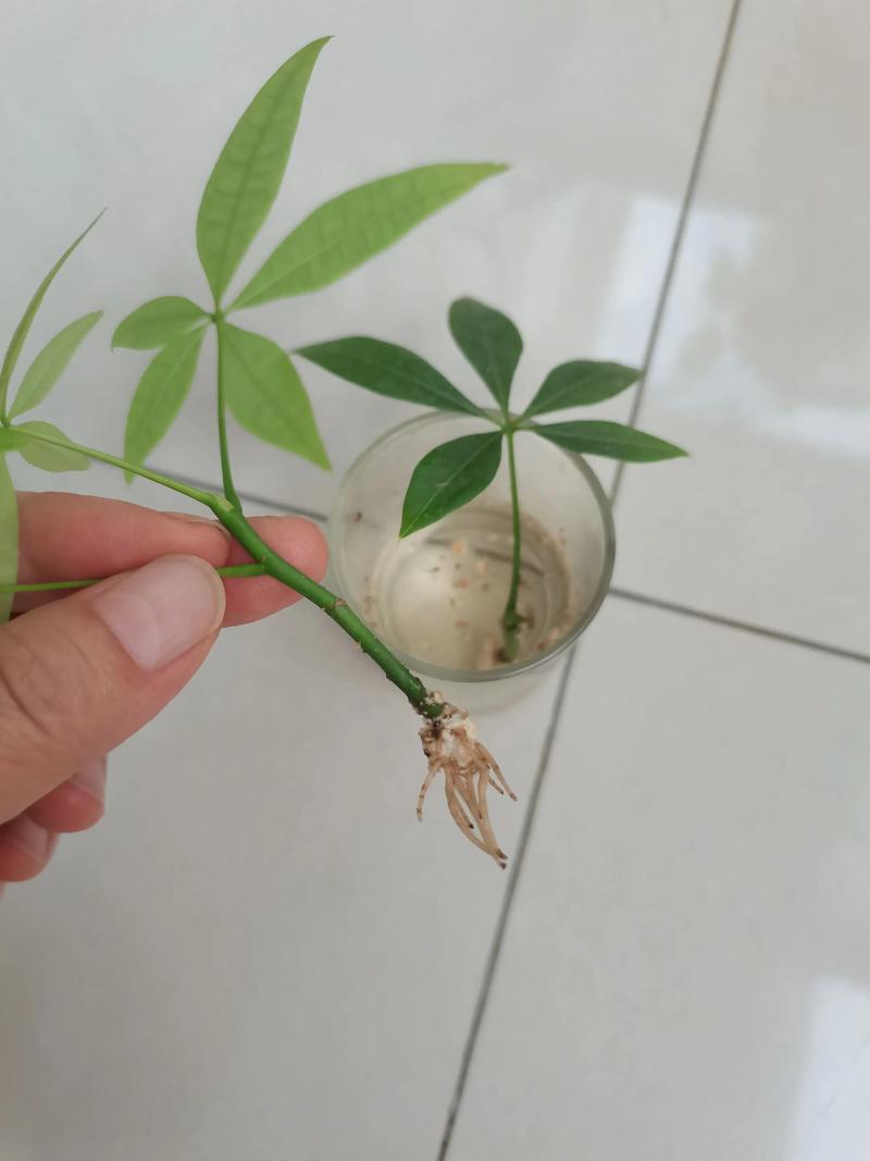 发财树水培几天浇一次水？-第2张图片-吾爱花网