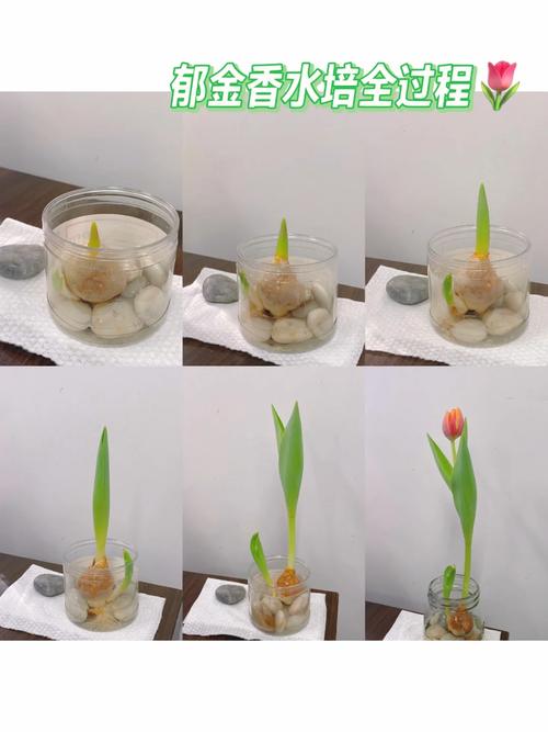 郁金香水培多久换一次水合适?-第1张图片-吾爱花网 郁金香水培多久换一次水合适?-第1张图片-吾爱花网