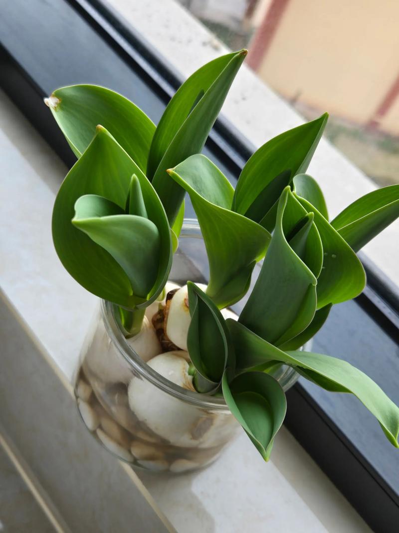 郁金香水培多久换一次水合适?-第2张图片-吾爱花网 郁金香水培多久换一次水合适?-第2张图片-吾爱花网