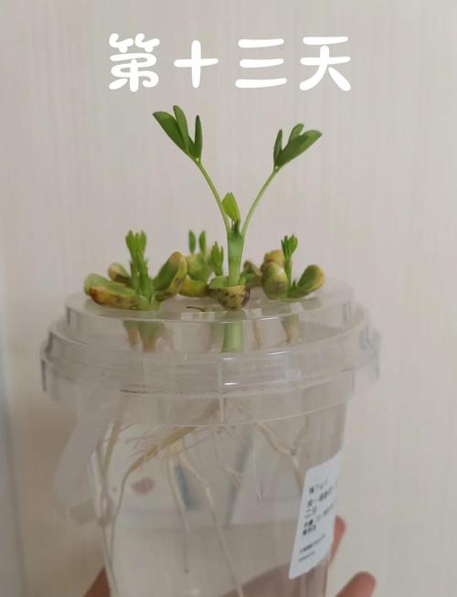 水培花生第一天有变化吗？-第1张图片-吾爱花网
