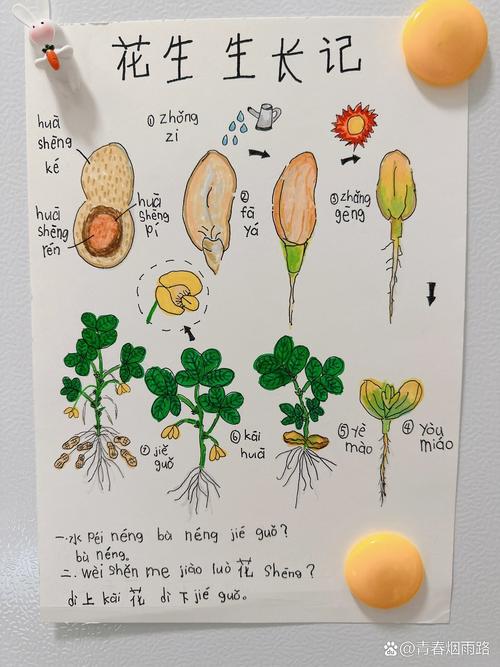 水培花生第一天有变化吗？-第2张图片-吾爱花网