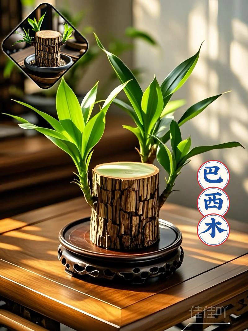 水培巴西木水臭了怎么快速解决？-第3张图片-吾爱花网