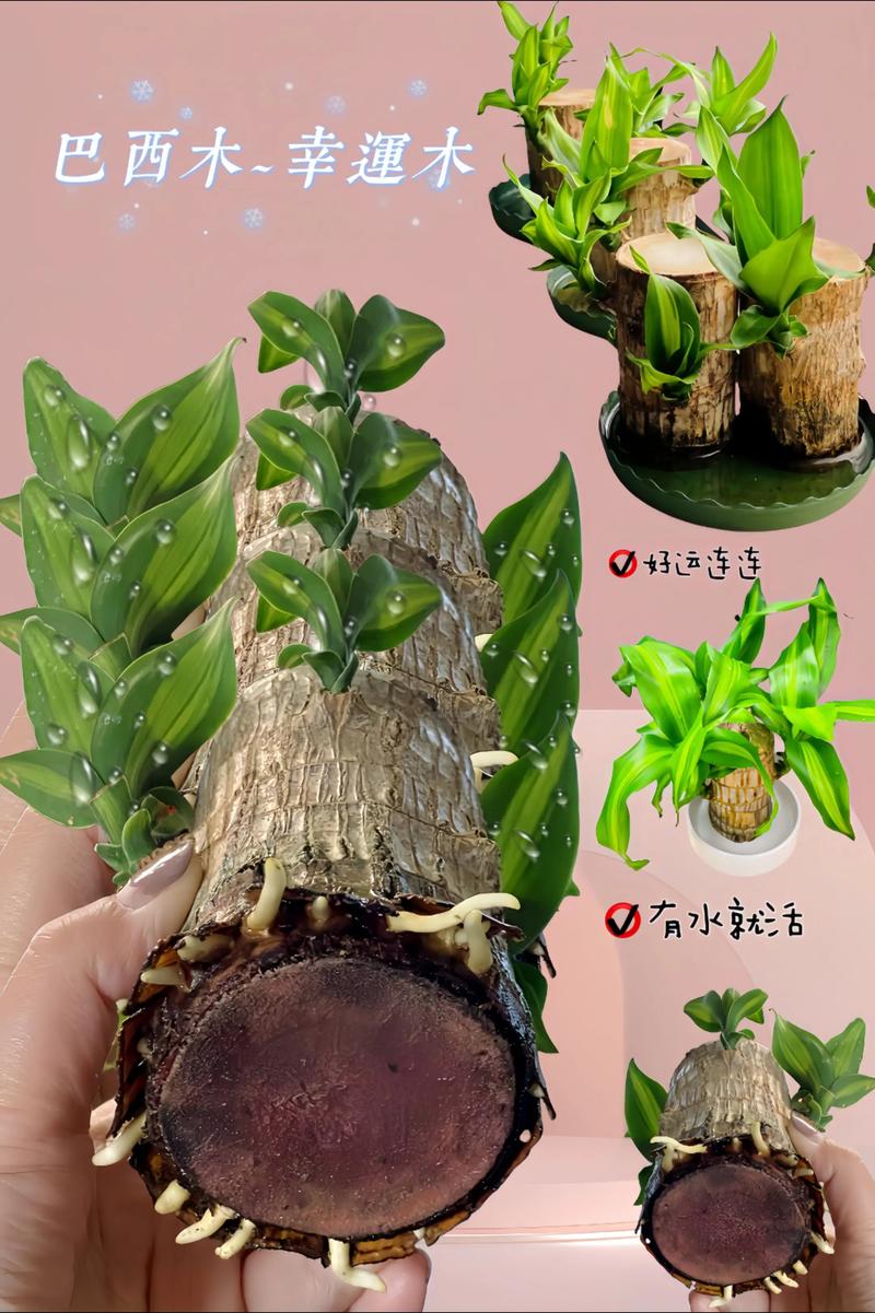 水培巴西木水臭了怎么快速解决？-第2张图片-吾爱花网