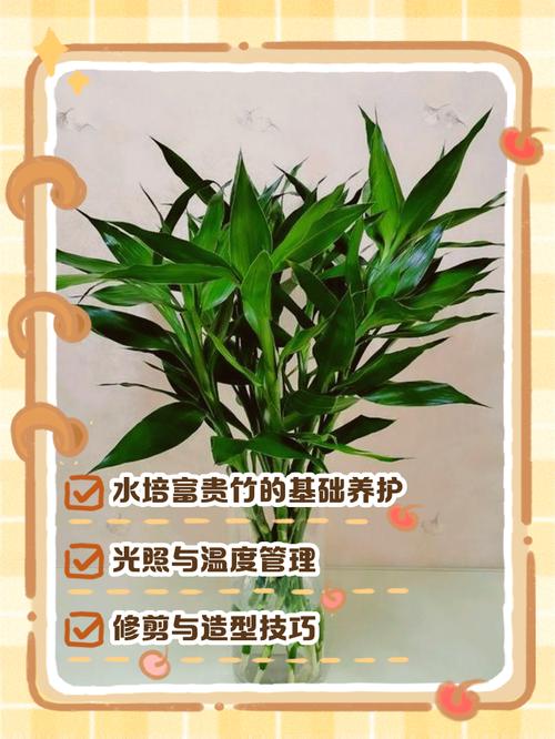 水培富贵竹怎么长得快？-第1张图片-吾爱花网