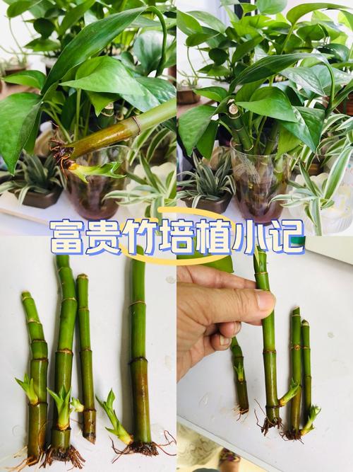 水培富贵竹怎么长得快？-第2张图片-吾爱花网