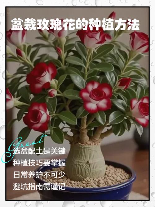 盆栽玫瑰怎么养才能长得好?-第2张图片-吾爱花网 盆栽玫瑰怎么养才能长得好?-第2张图片-吾爱花网