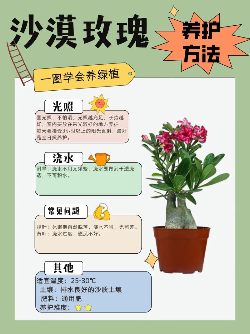 盆栽玫瑰怎么养才能长得好?-第1张图片-吾爱花网 盆栽玫瑰怎么养才能长得好?-第1张图片-吾爱花网