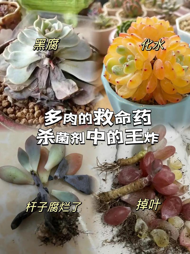 多肉水培根部发黑怎么救？-第2张图片-吾爱花网