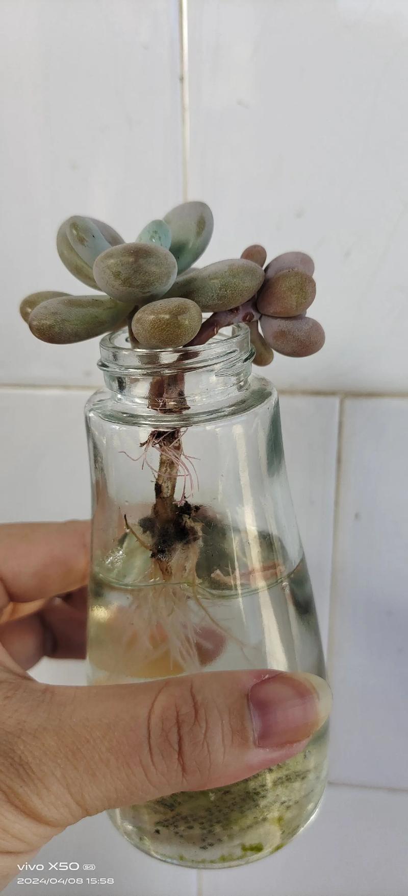 多肉水培根部发黑怎么救？-第3张图片-吾爱花网