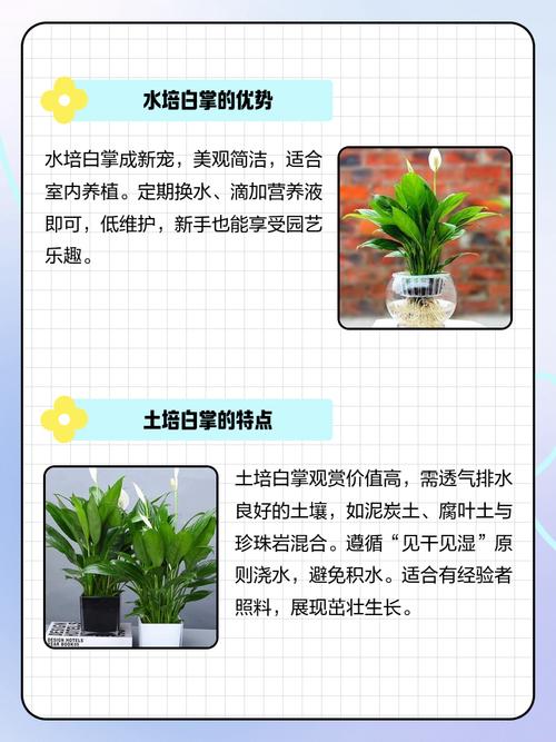 白掌土培转水培可行吗?-第2张图片-吾爱花网 白掌土培转水培可行吗?-第2张图片-吾爱花网