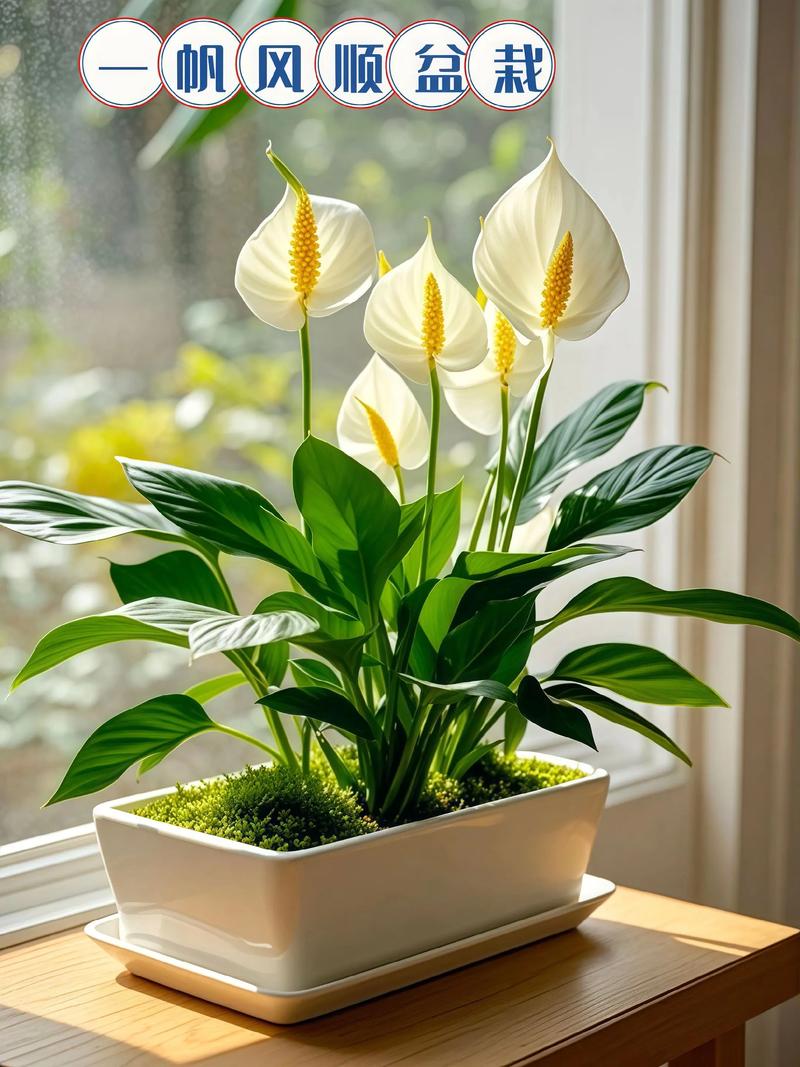 白掌土培转水培可行吗?-第1张图片-吾爱花网 白掌土培转水培可行吗?-第1张图片-吾爱花网