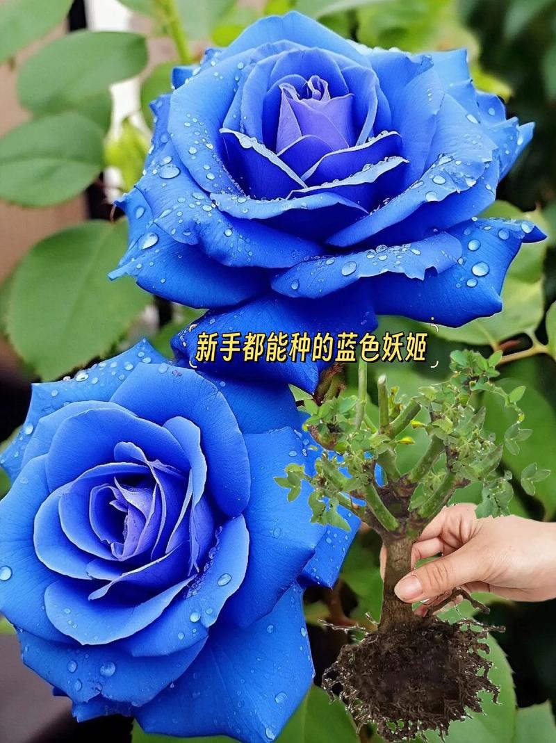 蓝色妖姬盆栽图片的花语是什么?-第2张图片-吾爱花网 蓝色妖姬盆栽图片的花语是什么?-第2张图片-吾爱花网