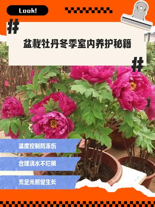 盆栽牡丹冬天怎么养护才安全?-第1张图片-吾爱花网 盆栽牡丹冬天怎么养护才安全?-第1张图片-吾爱花网