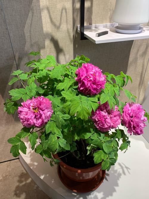 盆栽牡丹冬天怎么养护才安全?-第3张图片-吾爱花网 盆栽牡丹冬天怎么养护才安全?-第3张图片-吾爱花网