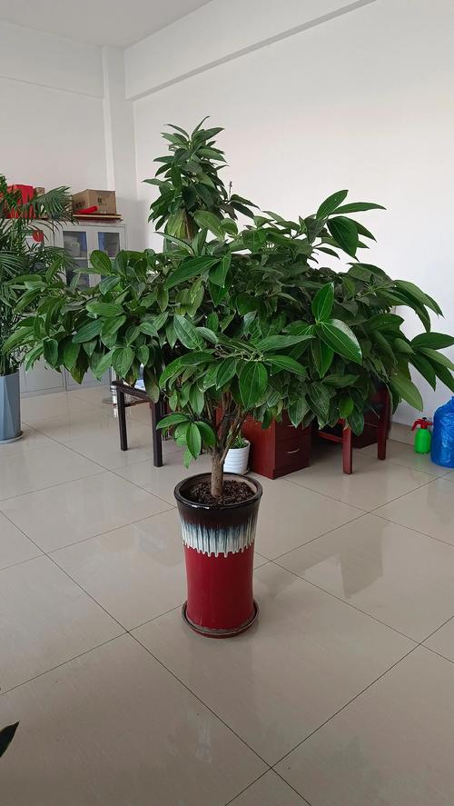 北方室外盆栽选哪些能过冬?-第1张图片-吾爱花网 北方室外盆栽选哪些能过冬?-第1张图片-吾爱花网