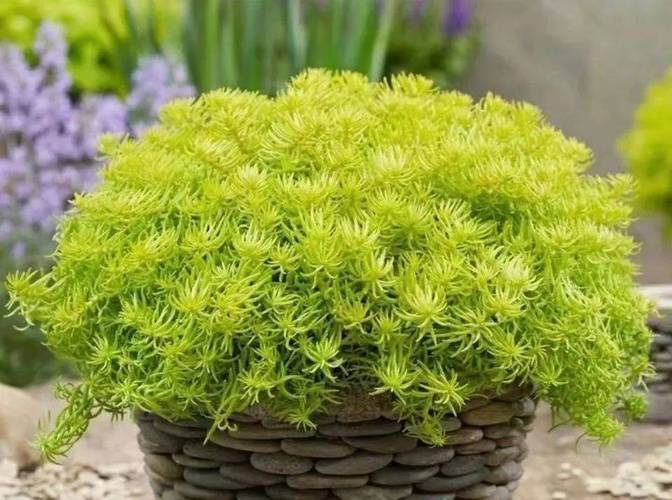 北方室外盆栽选哪些能过冬?-第3张图片-吾爱花网 北方室外盆栽选哪些能过冬?-第3张图片-吾爱花网