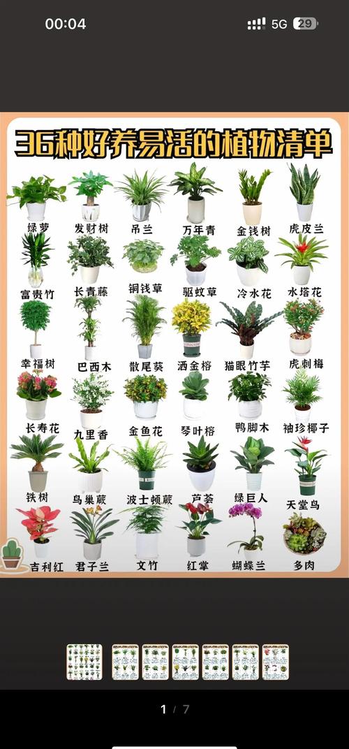 盆栽花卉种类有哪些?图片怎么选?-第1张图片-吾爱花网 盆栽花卉种类有哪些?图片怎么选?-第1张图片-吾爱花网