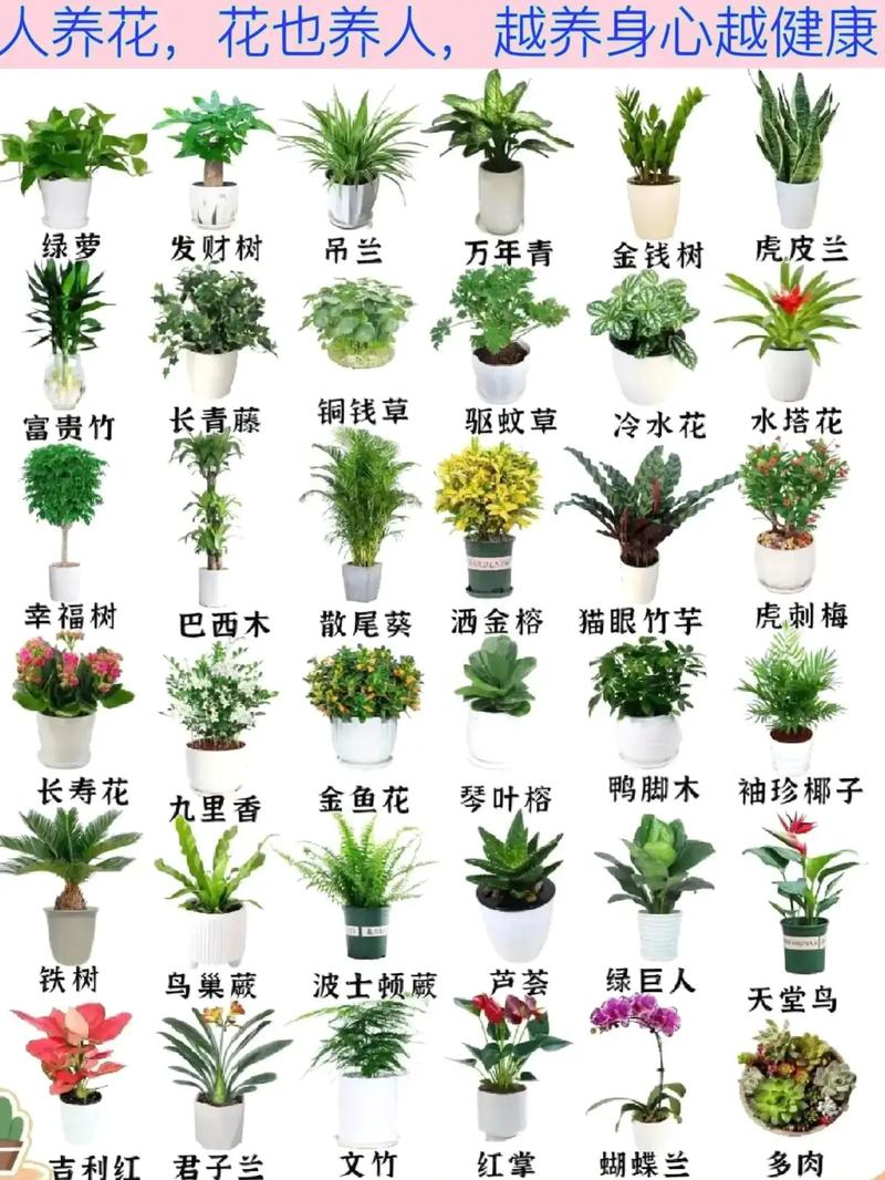 盆栽花卉种类有哪些?图片怎么选?-第2张图片-吾爱花网 盆栽花卉种类有哪些?图片怎么选?-第2张图片-吾爱花网