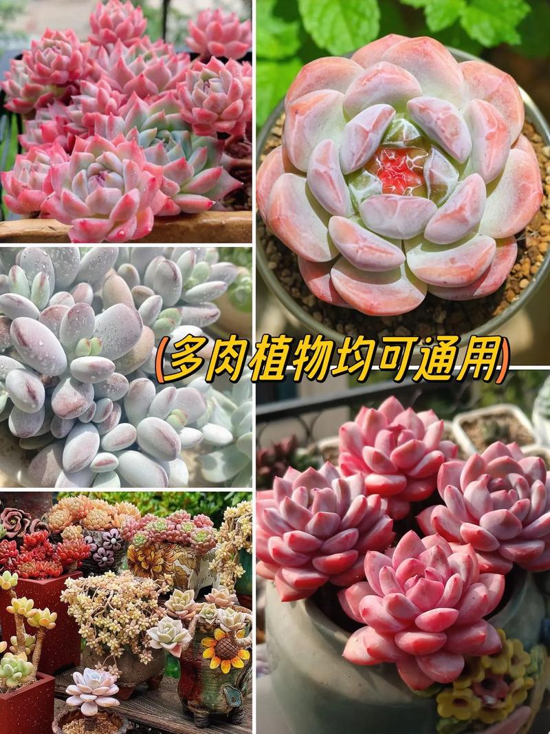多肉种植必备材料有哪些?-第1张图片-吾爱花网 多肉种植必备材料有哪些?-第1张图片-吾爱花网